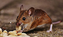 24 Hour & Emergency Exterminators in Rochester, MI